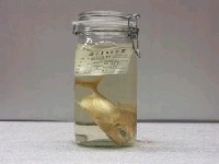 藏品(海德蘭若鰺)的圖片